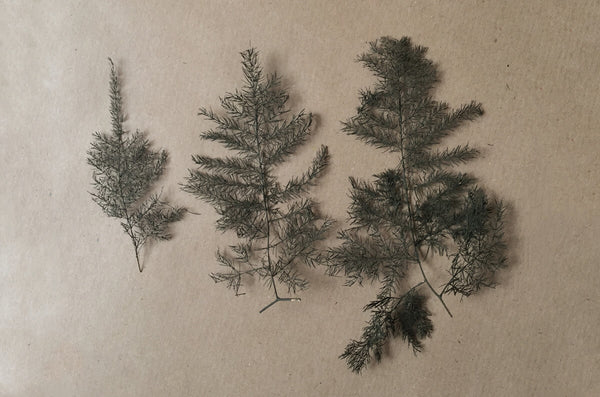 Panzer Models Scenics 1/35 scale Pine Tree Boughs