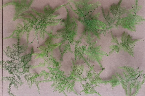 Panzer Models 1:35 Scale Pine Tree Boughs Unpainted